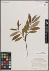 Foto von Salix discolor Muhl.